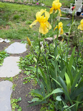 Spiral Garden Stake 31" Tall