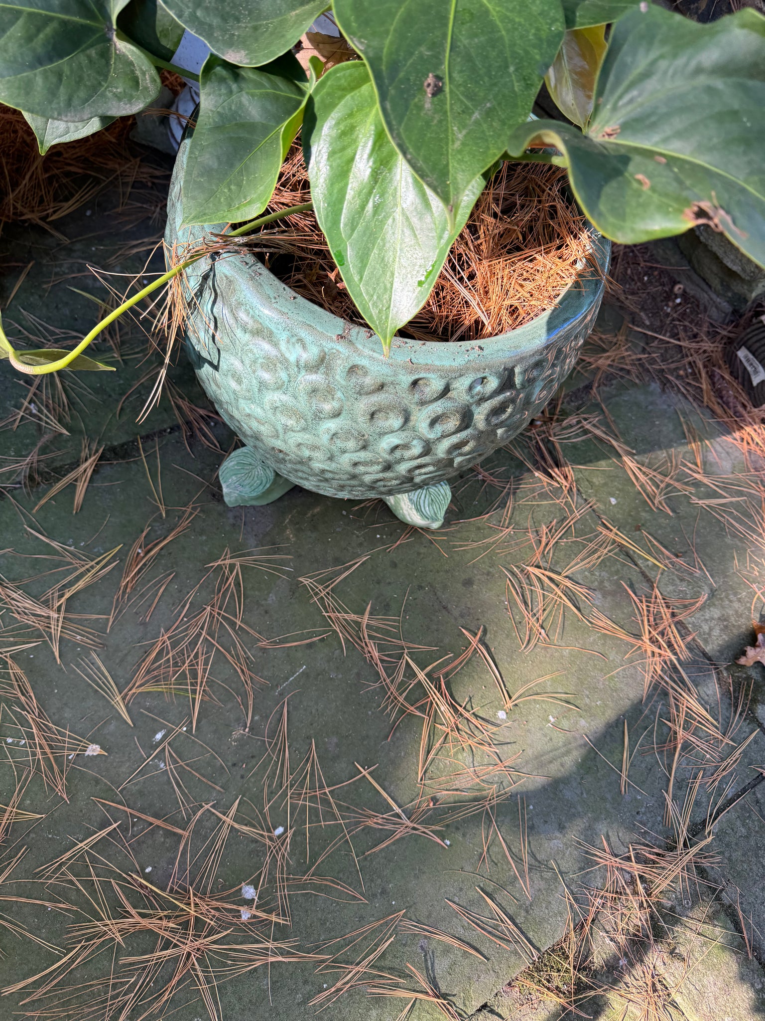 pot risers for plants Hosta Leaf Pot Riser