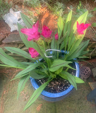 Small Potted Plant 1/8" Diameter 18" High Hooked Plant Support Stake