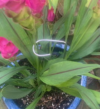 Small Potted Plant 1/8" Diameter 18" High Hooked Plant Support Stake