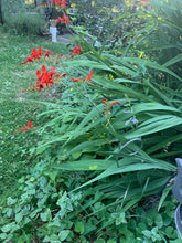 Fiddlehead Garden Stakes 35" Tall