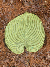 Host Leaf Stepping Stone