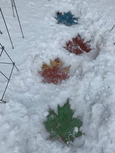 Maple Leaf Stepping Stone